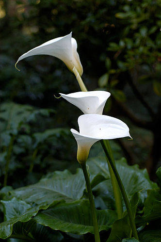 Zantedeschia aethiopica